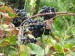 088 Mělnické víno na vinici sv.Ludmily  12.9.2011